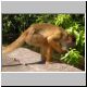 Monkey Ass.jpg
